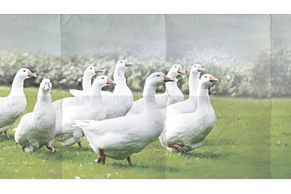 Kauffmann Daunendecken Pioniere für den Tierschutz