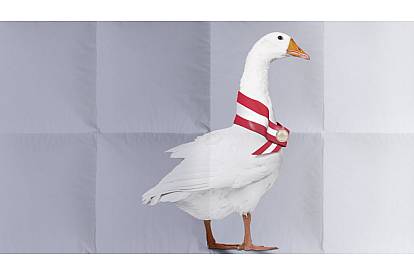 Kauffmann Daunendecken Weidegans