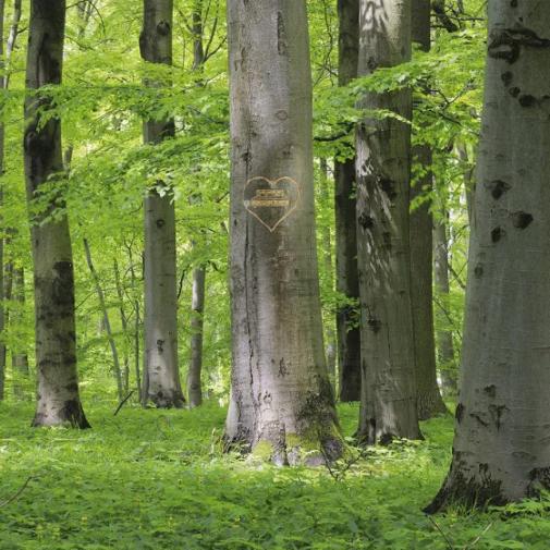 Röwa Motorrahmen Gemacht in Deutschland